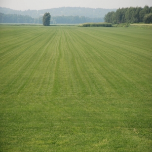 T2